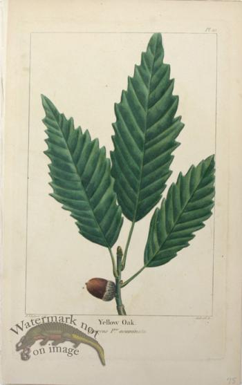 19 Yellow Oak w tear